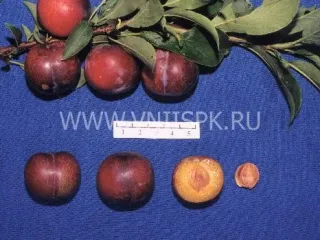 Сорт сливы китайской Амурская Ранняя