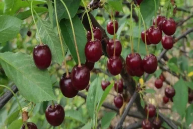 Сорт вишни Превосходная Колесниковой 0