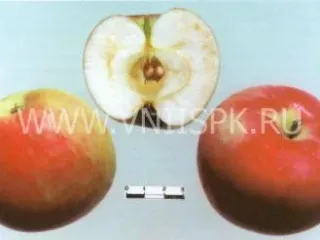Сорт яблони Раннее Алое