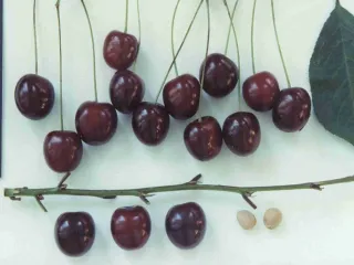 Сорт вишни Орлица
