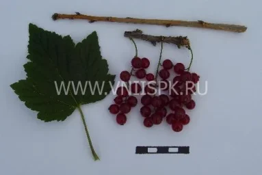 Сорт смородины красной Надежда (Смородина Красная) 0