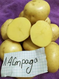Сорт картофеля Ла страда 0