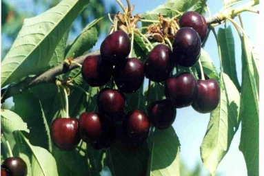 Сорт черешни Кутузовка 0