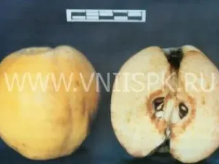 Сорт айвы Мускатная