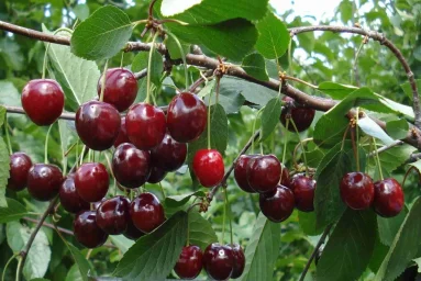 Сорт вишни Черешневая 0