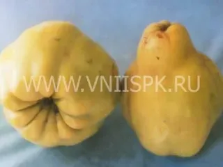 Сорт айвы Урожайная Кубанская (Олимпийская)