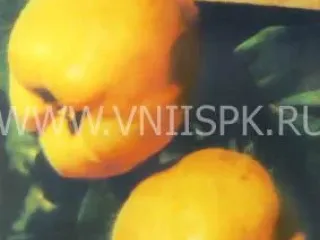 Сорт айвы Солнечная