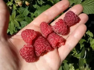 Сорт малины Колокольчик