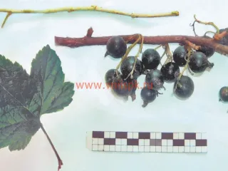 Сорт смородины черной Нюра