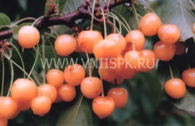 Сорт черешни Рондо 0