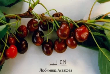 Сорт черешни Любимица Астахова 0
