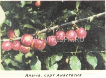 Сорт алычи Анастасия 0