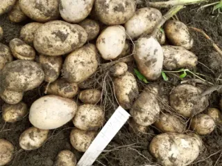Сорт картофеля Наяда
