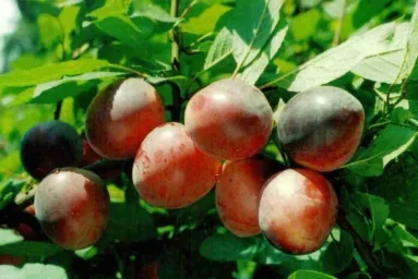 Сорт алычи Оленька (Алыча) 0