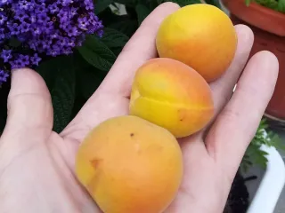 Сорт абрикоса Медовый