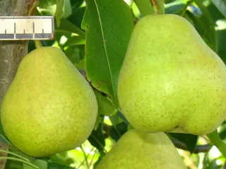 Сорт груши Серега