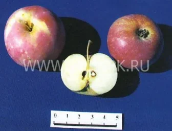 Сорт яблони Амурское Красное 0