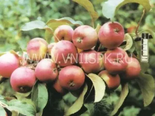 Сорт яблони Осенняя Радость (Алтая)
