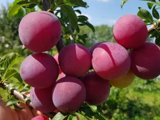 Сорт алычи Несмеяна