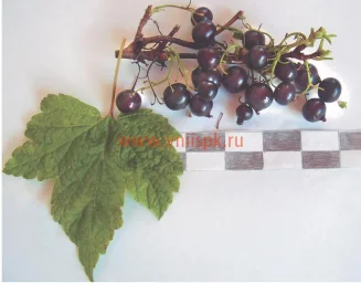 Сорт смородины черной Мурманчанка 0