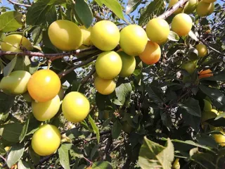 Сорт сливы Медовая белая (Медовая желтая)