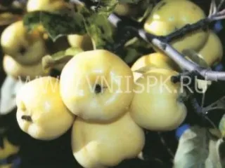 Сорт яблони Янтарь