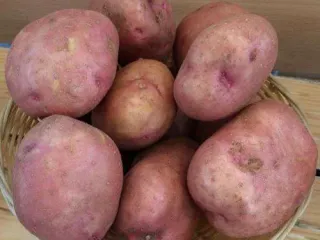 Сорт картофеля Алена