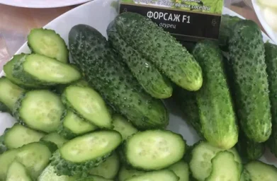 Сорт огурца Форсаж (F1) 0
