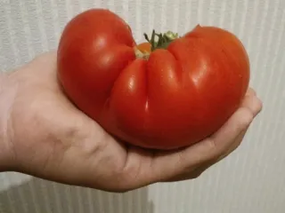 Сорт томата Хлебосольный
