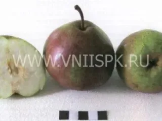 Сорт груши Бере Русская