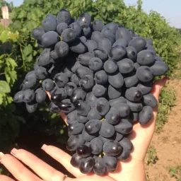 Сорт винограда Аттика 0
