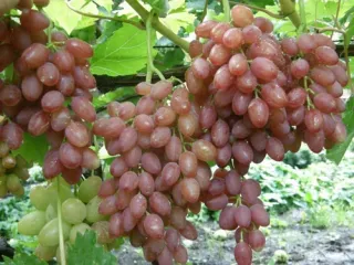 Сорт винограда Кишмиш лучистый