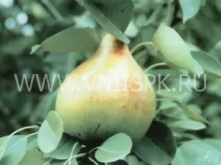 Сорт груши Подкумок