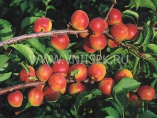 Сорт абрикоса Северное Сияние (Абрикос)