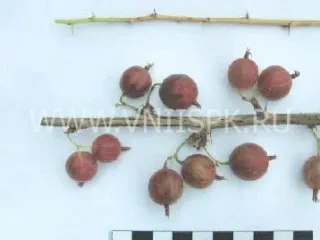 Сорт крыжовника Надёжный