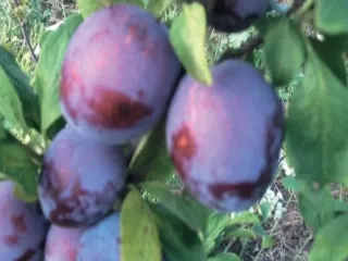 Сорт сливы домашней Кабардинская Ранняя