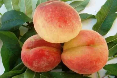 Сорт персика Франт 0