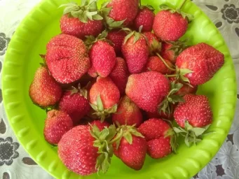 Сорт клубники Зенга Зенгана 4