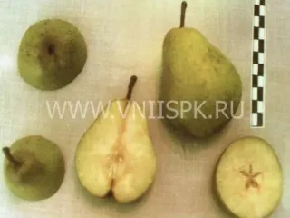 Сорт груши Веснянка