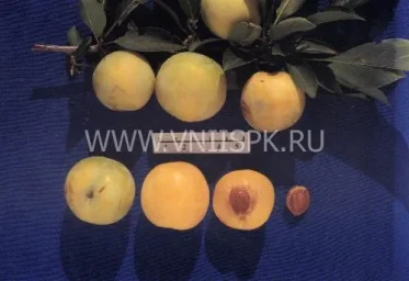 Сорт сливы китайской Хабаровская Желтая 0