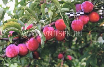 Сорт сливы китайской Краса Орловщины 0