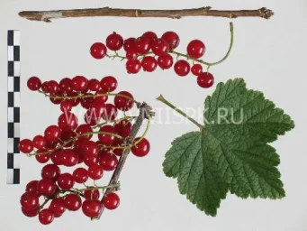 Сорт смородины красной Красная Андрейченко 0