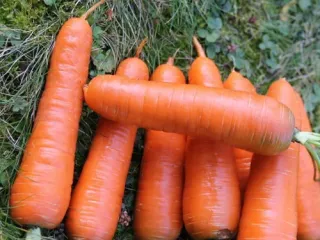 Сорт моркови Курода