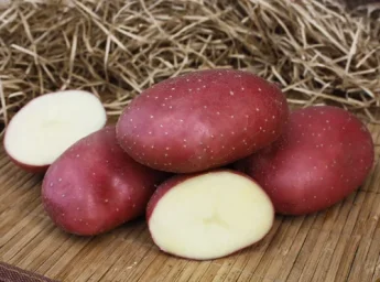 Сорт картофеля Маяк 0