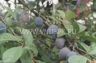 Сорт сливы домашней Смолинка 0