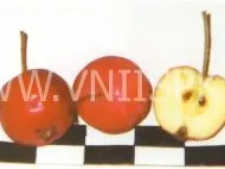 Сорт яблони Живинка
