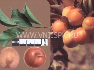 Сорт сливы китайской Находка Бурятии