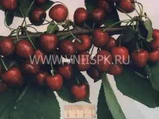 Сорт черешни Мелитопольская Чёрная