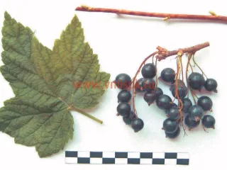 Сорт смородины черной Люция