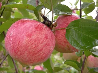 Сорт яблони Коричное полосатое